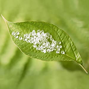 Compostable Padded Packaging Wrap Envelopes Pouches Eco Friendly Self Seal Bag Self Adhesive Durable Waterproof Tearproo 0