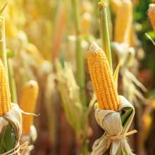 Corn starch Eco Bio Plant based PLA+PBAT Mailing Bag Waterproof Clothing Pouch Compostable Self-Seal Eco Express Bag 0